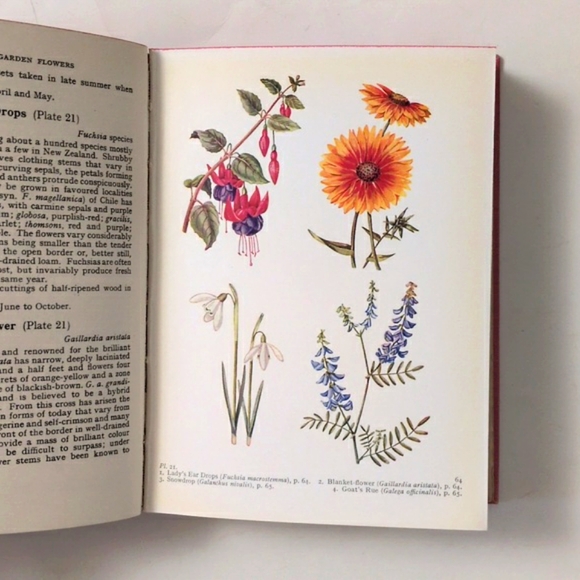 The Book of Garden Flowers - 1954 - Picture 7 of 16